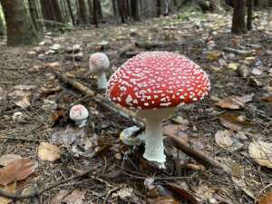 Fliegenpilz