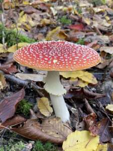 Fliegenpilz
