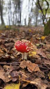 Fliegenpilz
