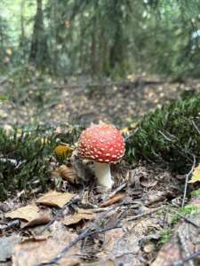 Fliegenpilz