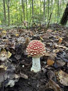Fliegenpilz