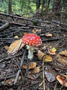 Fliegenpilz