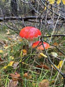 Fliegenpilz
