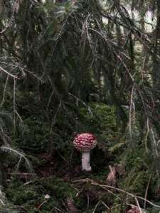 Fliegenpilz