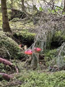 Fliegenpilz
