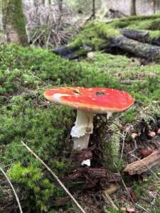 Fliegenpilz