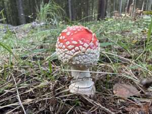 Fliegenpilz