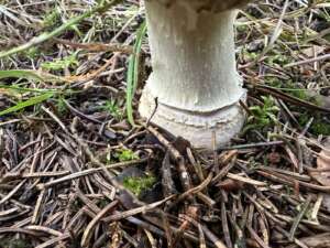Fliegenpilz