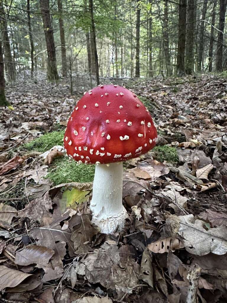 Typischer Fruchtkörper mit weißen Velumflocken
