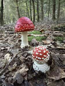 Fliegenpilz