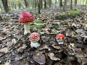 Fliegenpilz