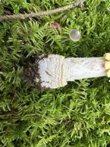 Fliegenpilz