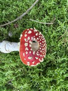 Fliegenpilz