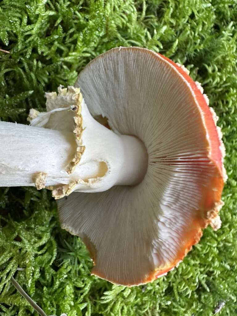 Weiße, freie Lamellen