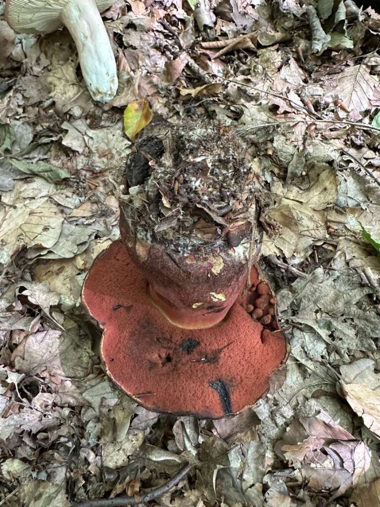 Rote Poren