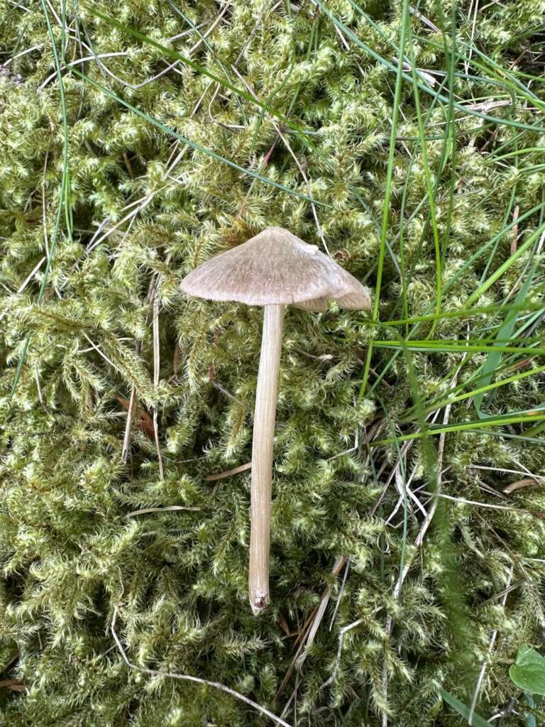 Schlanker Fruchtkörper im Frühjahr