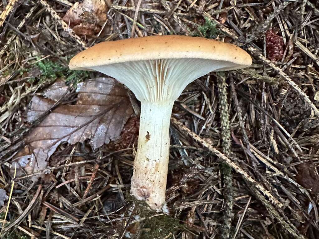 Trichterförmiger Fruchtkörper