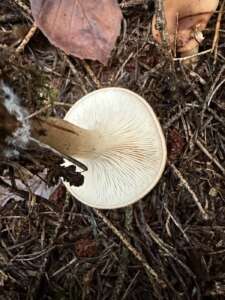 Fuchsiger Röteltrichterling
