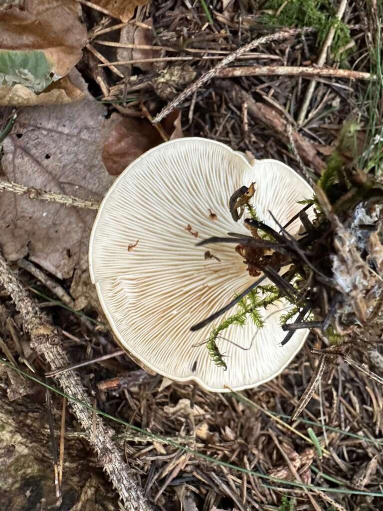 Herablaufende Lamellen