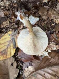 Fuchsiger Röteltrichterling