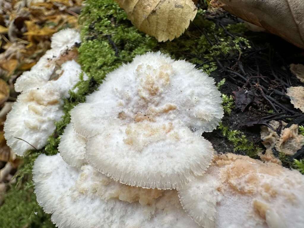 Gallertfleischiger Fältling