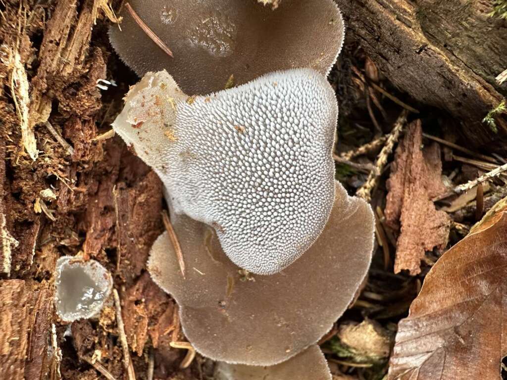 Unterseite mit weichen Stacheln
