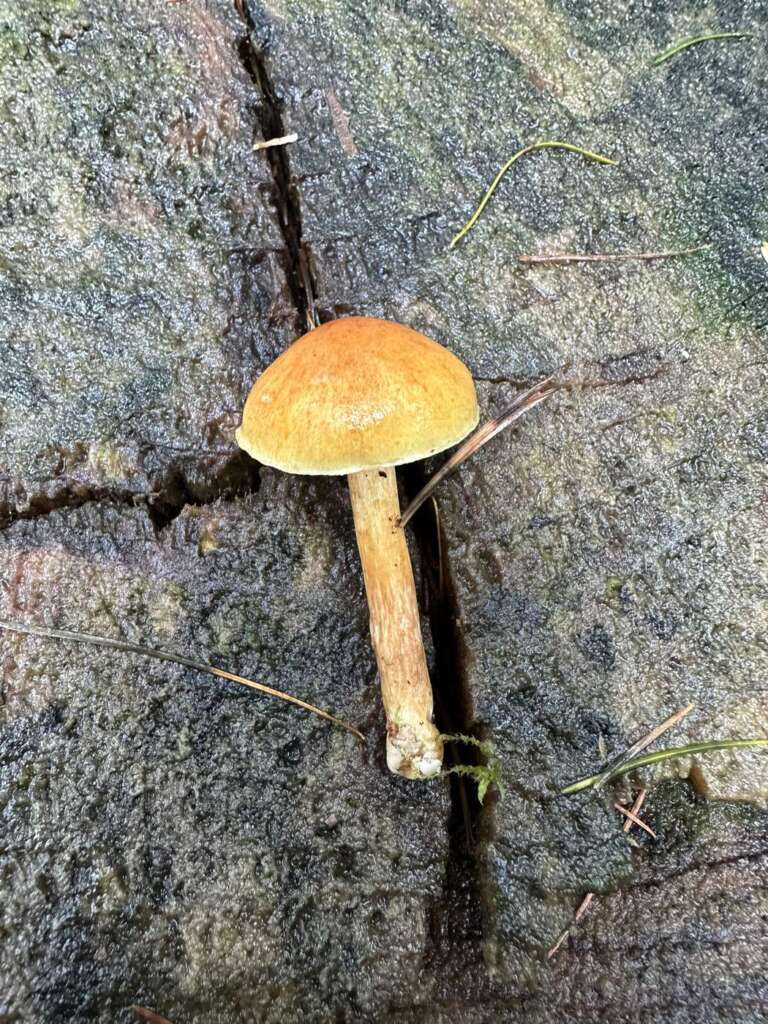 Fruchtkörper auf Nadelholz