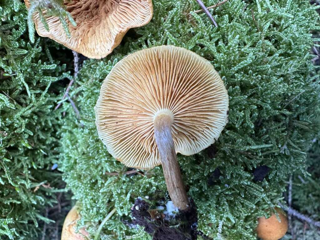 Rostfleckige Lamellen