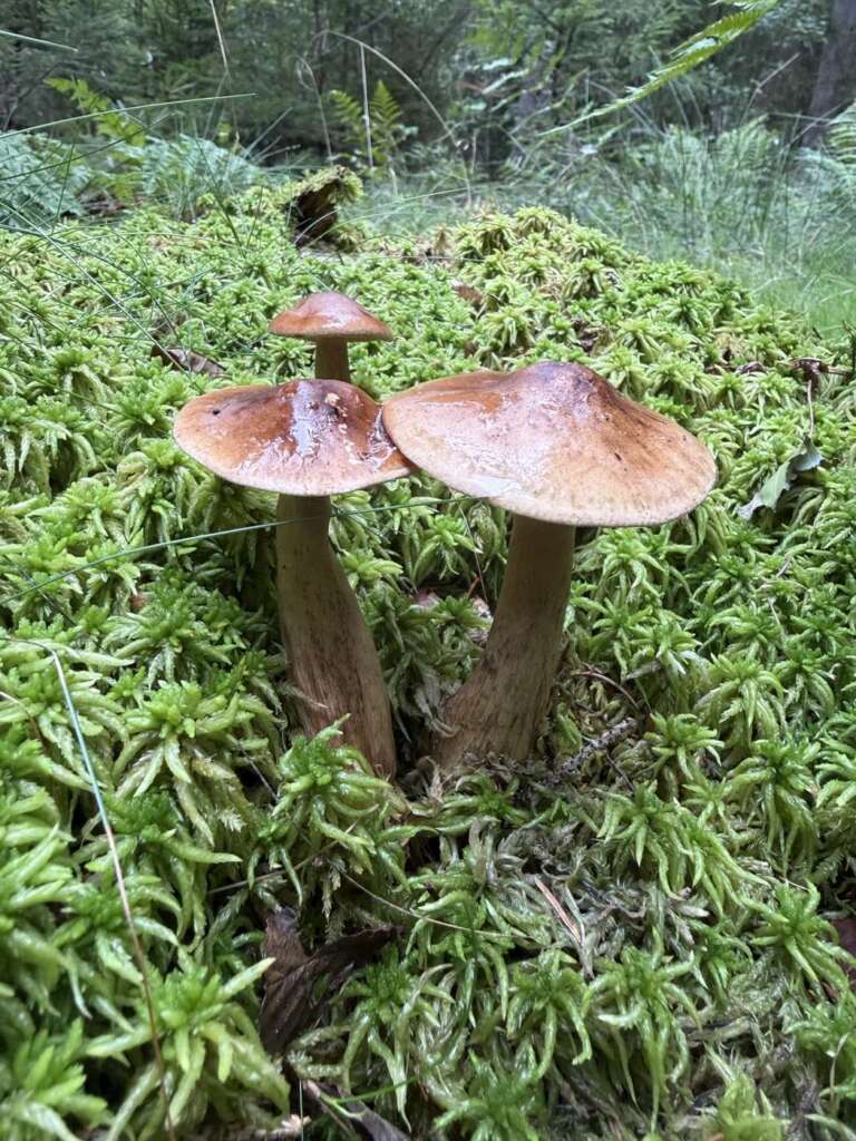 Fruchtkörper mit rotbraunem, schmierigem Hut