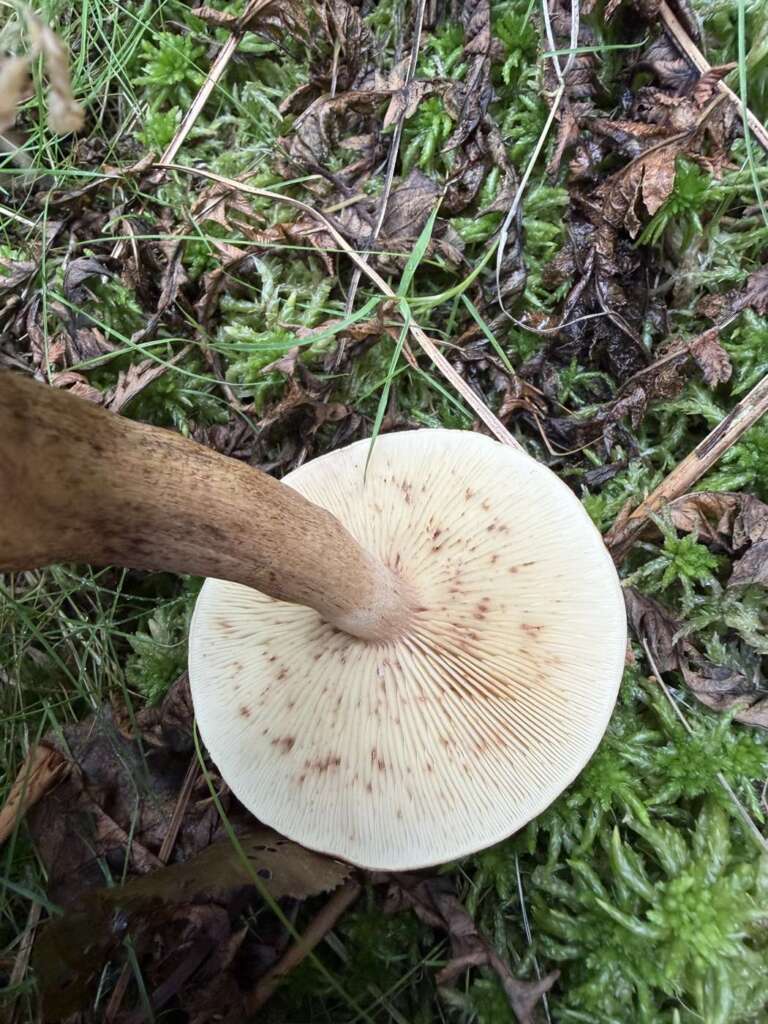 Gelbliche Lamellen, rostfleckig