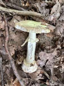 Gelber Knollenblätterpilz