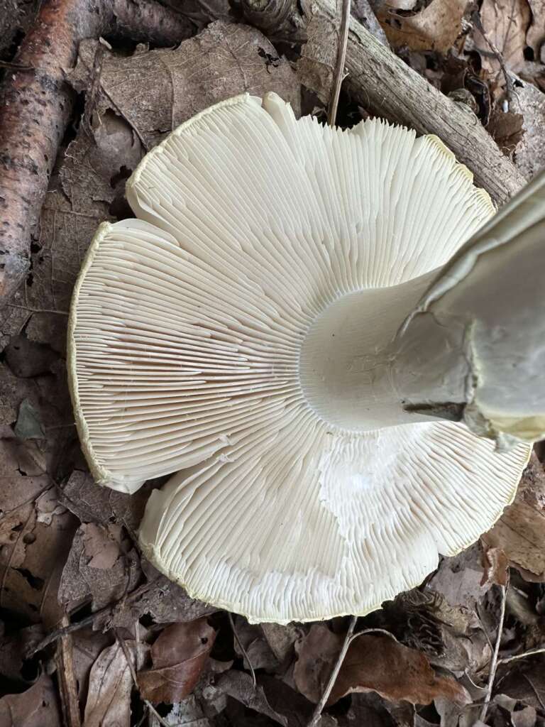 Weiße Lamellen