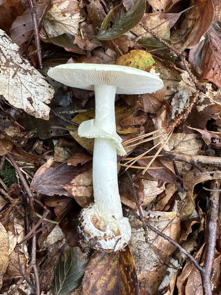 Ganzer Fruchtkörper mit Knolle