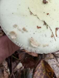Gelber Knollenblätterpilz