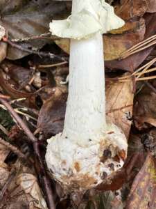 Gelber Knollenblätterpilz