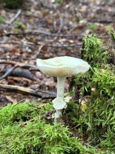 Gelber Knollenblätterpilz