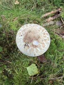 Gelber Knollenblätterpilz