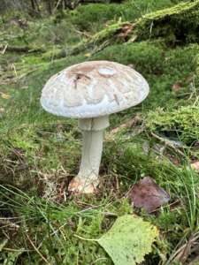 Gelber Knollenblätterpilz