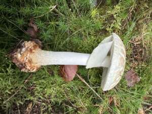 Gelber Knollenblätterpilz