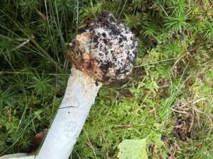 Gelber Knollenblätterpilz
