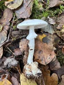Gelber Knollenblätterpilz