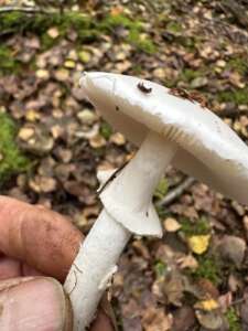Gelber Knollenblätterpilz