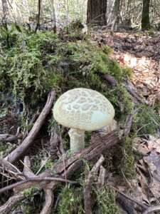 Gelber Knollenblätterpilz