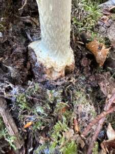 Gelber Knollenblätterpilz