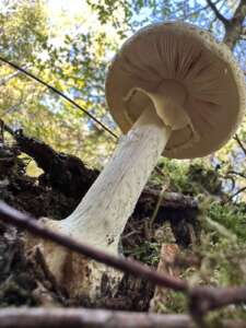 Gelber Knollenblätterpilz