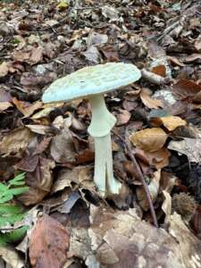 Gelber Knollenblätterpilz