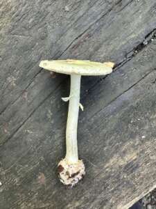 Gelber Knollenblätterpilz