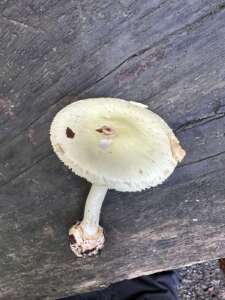 Gelber Knollenblätterpilz