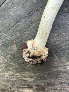 Gelber Knollenblätterpilz