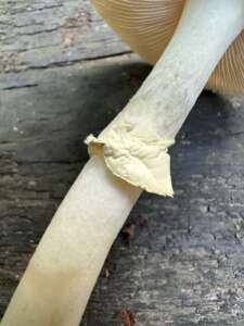 Gelber Knollenblätterpilz